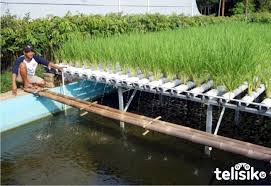 Kreatif Tanam Padi Di Atas Kolam Ikan Telisik Id