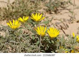 Image result for Hirpicium gazanioides
