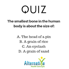 The Smallest Bone In The Human Body Is About The Size Of A The Head Of A Pin B A Grain Of Rice C An Eyelash D Grain Of Sand Human