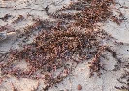 Image result for Suaeda vermiculata