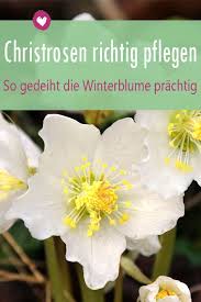 Mit Der Richtigen Pflege Bereitet Die Christrose Im Winter Viel Freude Christrose Pflanzen Schneerose Gartenun Christrose Winter Blumen Garten Und Outdoor