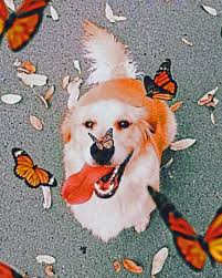 Cats and dogs have been around for many centuries. Aesthetic Dog Animals Paint By Numbers Canvas Paint By Numbers