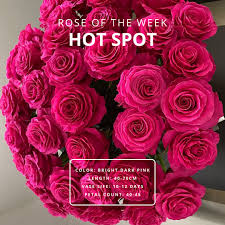 We did not find results for: Eqr Equatoroses The Meaning Of Pink Roses Can Stand For Femininity Elegance Refinement And Sweetness Eqr Hotspot Is Another Heavy Petaled Rose Which Reveals A Bright And Pure Hot Pink