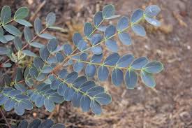 Image result for Albizia procera