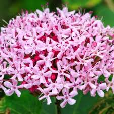 Image result for Clerodendrum melanocrater