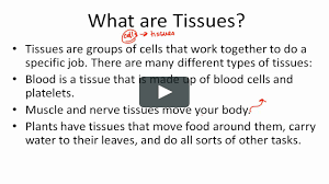 During the replication process, only one origin of replication is present, and due to its circular nature, replication can take place in a unidirectional manner with the formation of a single replication fork. What Are Tissues Urdu On Vimeo
