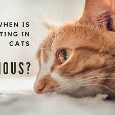 After all, cats are known for impeccable grooming habits which necessarily cause. Why Is My Cat Vomiting And What Should I Do Pethelpful By Fellow Animal Lovers And Experts