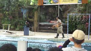 Sayu rasa hati bila dapat permintaan dari zoo negara untuk selamatkan haiwan disana. Pertunjukan Haiwan Zoo Negara P2 Youtube