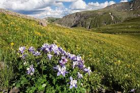 Jul 30, 2020 · because hollyhocks grow so tall, they tower above many garden flowers, making them more vulnerable to winds and precipitation. 5 Colorado Wildflower Hikes Colorado Com