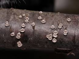 Image result for Porodisculus pendulus