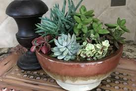 We did not find results for: Succulent Bowls That Are Easy To Create And Maintain Trendspot Inc