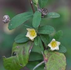 Image result for Sida rhombifolia