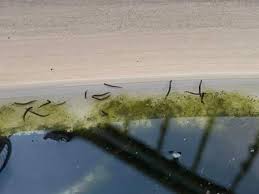 Schwarze Wurmer Im Abgestandenen Wasser Was Ist Es Tiere Leben Biologie