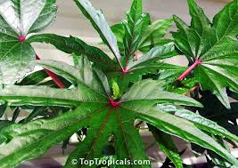 Image result for Abelmoschus