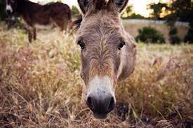 Get custom gifts, products & decor. Can Mini Donkeys Be Kept As Pets Mini Donkey University