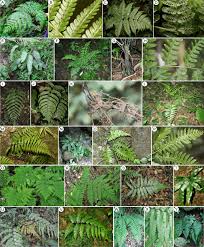 Image result for Diplazium humbertii