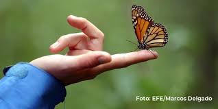 Resultado de imagen para mariposa