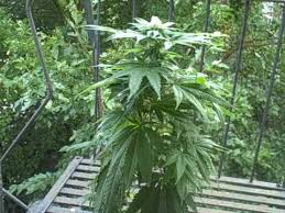 We did not find results for: Weed Tree Youtube