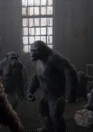 The best gifs are on giphy. Is Koba Really Dead Planet Of The Apes