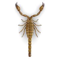 Raid Flea Killer Plus Carpet Room Spray