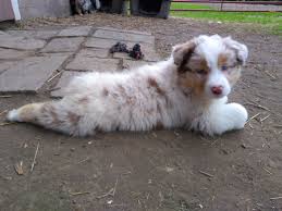 Check spelling or type a new query. Australian Shepherd Puppy Red Merle Ruby Australian Shepherd Puppies Australian Shepherd Aussie Puppies