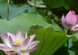 Check spelling or type a new query. Growing Lotus 101 Container Water Gardens