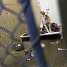Pit Bull University coming to Fox Valley Humane Association