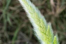 Image result for Polypogon monspeliensis