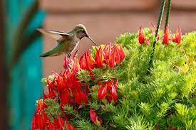 Shop online for free wallpaper related by sunsetdweller vine voice allowed. Lotus Vine Lotus Amazon Sunset Garden Org