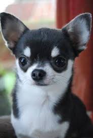 Apple Head Teacup Black Chihuahua Pin By Courtney Brothers On Have Some Chis Chihuahua Cute Chihuahua Cute Dogs