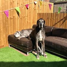To capture your great dane performing a sit, have your reward (toys, treats, etc.) ready and your clicker, if you use one. Freddy The World S Tallest Dog Dan S Dog Walking And Pet Sitting