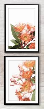 Australian Flower Printable Wall Art Botanical Digital Print Etsy Floral Photography Art Wall Art Prints Floral Photography