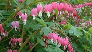 Creating Habitable Shady Outdoor Living Areas Where We Can Lounge And Entertain Guests Can Be Somewhat Challengi Bleeding Heart Shade Plants Flowers Perennials