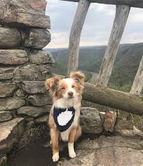 An amazing experience is waiting in west virginia. Bring Your Furry Friends On Your Next Wv State Park Adventure West Virginia State Parks
