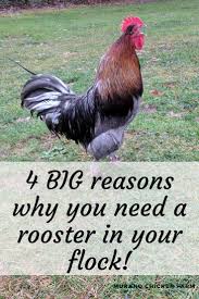 However, roosters may also crow in response to sudden disturbances within their surroundings. Why You Need A Rooster In Your Flock Murano Chicken Farm