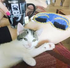 Petfinder has helped more than 25 million pets find their families through adoption. How Much Does A Cat Actually Cost Cat Adoption Tips Kitten Adoption Checklist How To Adopt A Cat Dallas Pets Kitten Adoption Cat Adoption Adopting A Child