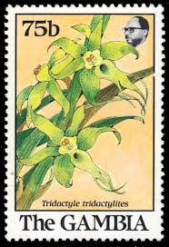 Image result for Tridactyle tridactylites