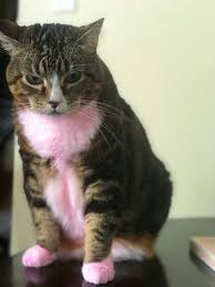 There are 4265 cat tie dye for sale on etsy, and they cost $18.35 on average. Opawz Opawz Semi Permanent Pet Hair Dye Is Formulated Facebook