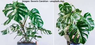 Therefore a great chunky potting mix is a must in terms of monstera deliciosa care. Monstera Deliciosa Albo Variegata The Variegated Monstera Care Guide