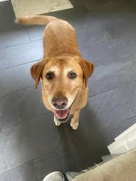 Joint supplement suggestions for active 6.5-year-old dog