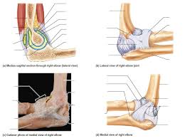 Image result for Elbow Exam