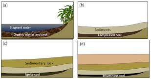 The most common types include coal, lignite, oil shale, or black shale. 9 3 Organic Sedimentary Rocks Physical Geology First University Of Saskatchewan Edition