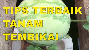 Tanpanya, singkong tidak akan tumbuh sebesar dan sebanyak yang kita harapkan, sahabat 99. Tips Tanam Buah Tembikai Youtube