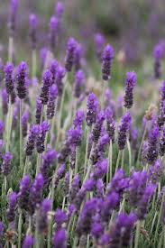 Geninne S Art Blog I Plants Lavender Plant Lavender Garden Lovely Lavender
