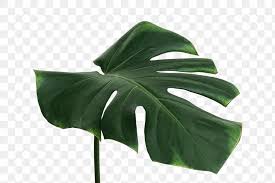 Split Leaf Philodendron Monstera Plant Element Transparent Png Free Image By Rawpixel Com Teddy Rawpixel In 2020 Plant Leaves Leaf Nature Monstera Leaf