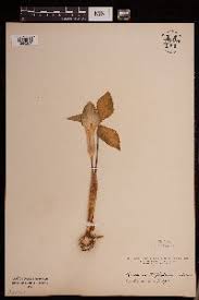 Image result for Arisaema mildbraedii