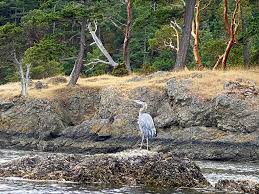 The orcas of san juan islands are free, beautiful and belong in the vast expanse of the ocean how to get to the san juan islands from seattle. Best Time To Kayak With Orcas In Seattle The Emerald Palate