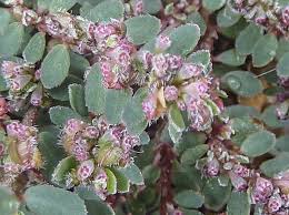 Image result for Euphorbia prostrata