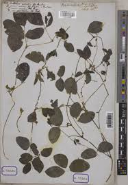 Image result for Macrotyloma africanum