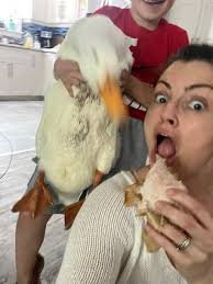 Raising Ducks and Geese